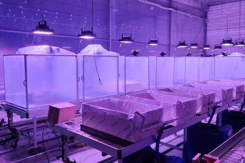 Ви зараз переглядаєте Pomona AI тестує модульну систему для паралельних експериментів із мікрокліматом у теплиці