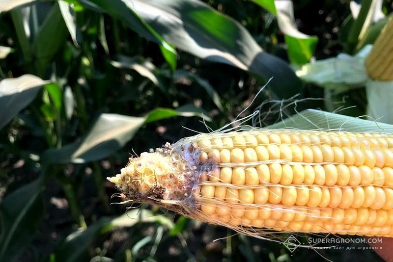Ви зараз переглядаєте Фузаріоз качанів кукурудзи поширився у восьми областях — Держпродспоживслужба