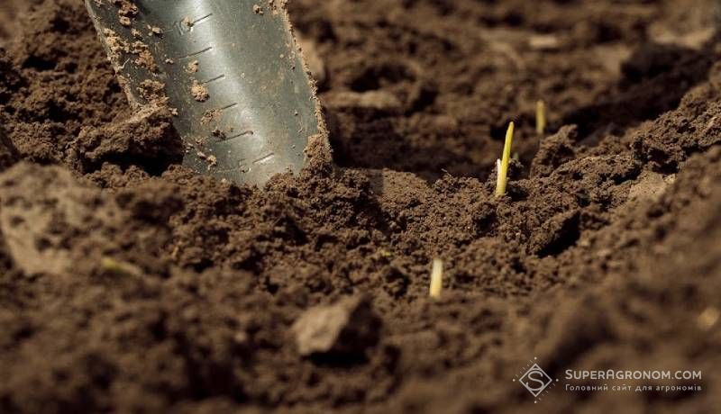Ви зараз переглядаєте Коли на ринку дефіцит фосфорних добрив: як фосформобілізуючі бактерії допомагають використати запаси ґрунту