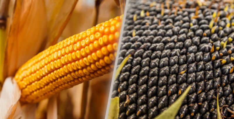 LNZ Group ексклюзивно вирощуватиме гібриди СИ Феномен і НК Конді від Syngenta