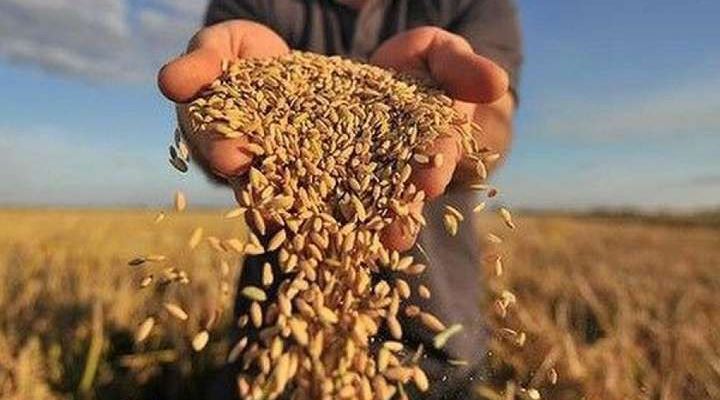 Ви зараз переглядаєте Фуражна пшениця в портах Дунаю: закупівельні ціни продовжують знижуватися