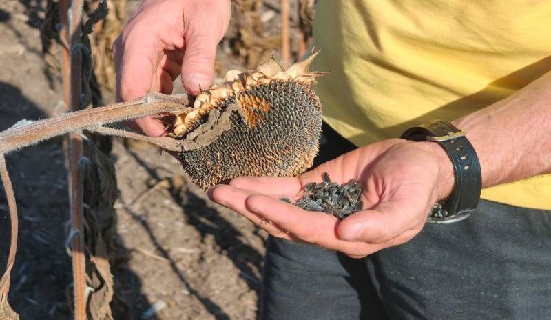 Ви зараз переглядаєте No-till допомагає зберегти вологу, але соняшник потерпає від літньої спеки — фермер з Миколаївщини