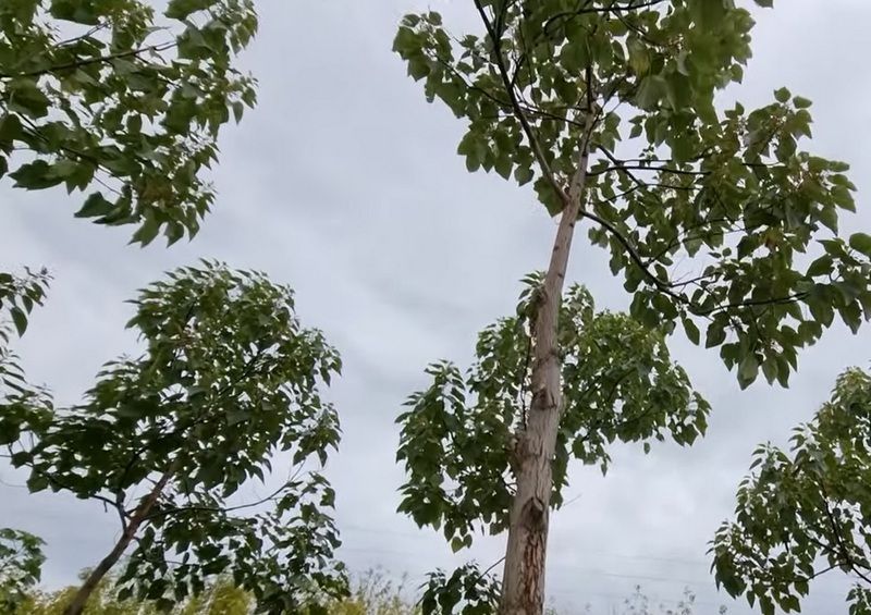 Ви зараз переглядаєте Павловнія не принесе прибутку на сході України: науковець пояснив чому