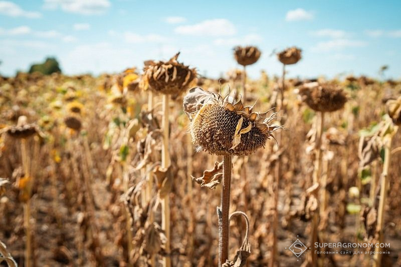 Ви зараз переглядаєте Соняшник за no-till і класичною технологією дав однакові 3 т/га — Черняхівська Аграрна Група