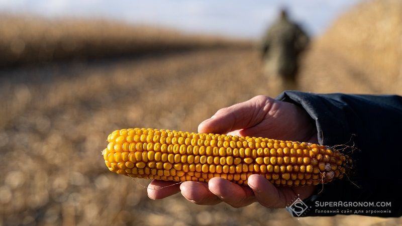 Ви зараз переглядаєте Світовий ринок кукурудзи переживає кризу: запаси зменшуються до найнижчого за 30 років рівня