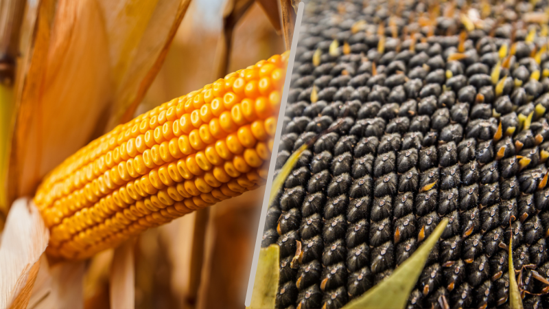 Ви зараз переглядаєте Syngenta і LNZ Group розширюють виробництво гібридів СИ Феномен та НК Конді в Україні
