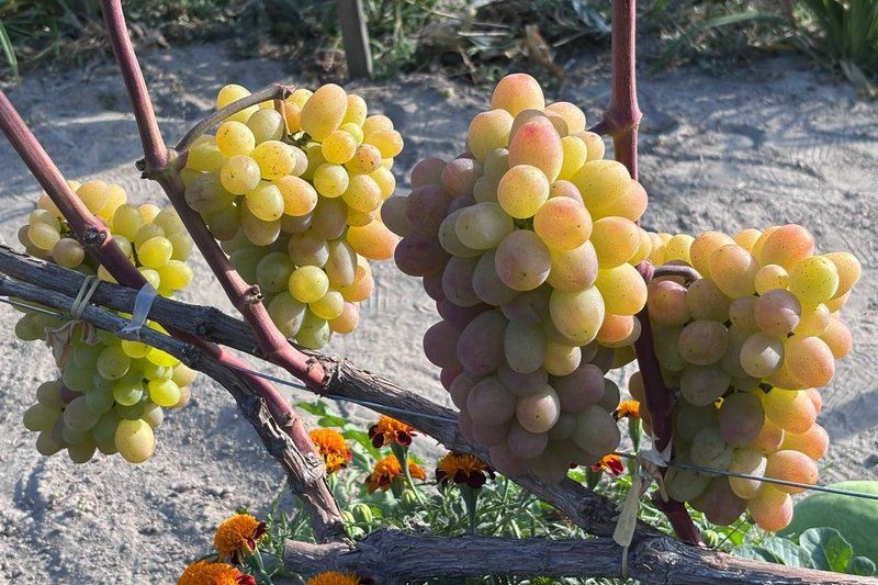 Ви зараз переглядаєте Українська селекція розширила можливості вирощування винограду на півночі — думка