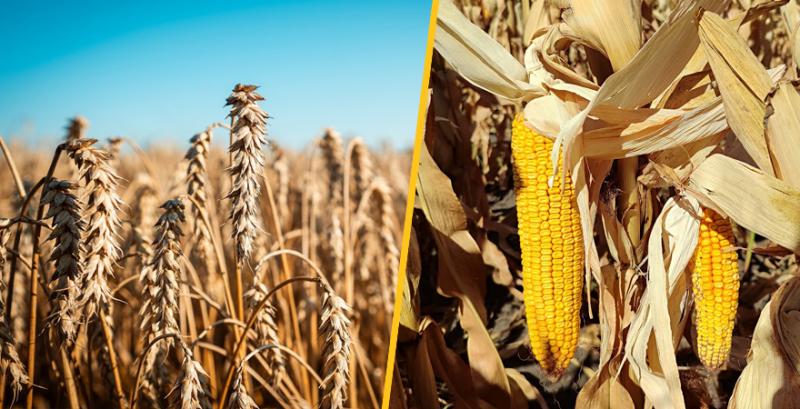 USDA переглянуло прогнози щодо зернових на 2026/27 маркетинговий рік USDA переглянуло прогнози щодо зернових на 2026/27 маркетинговий рік