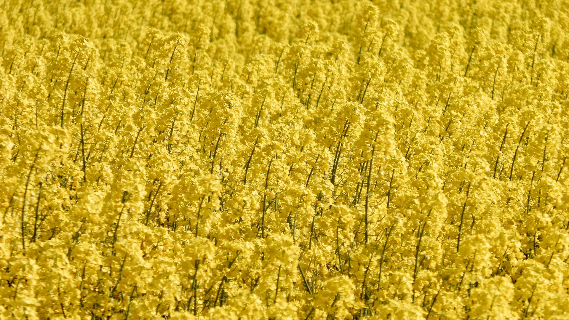 Ви зараз переглядаєте В Tekom Agro Group розпочали висів озимого ріпаку