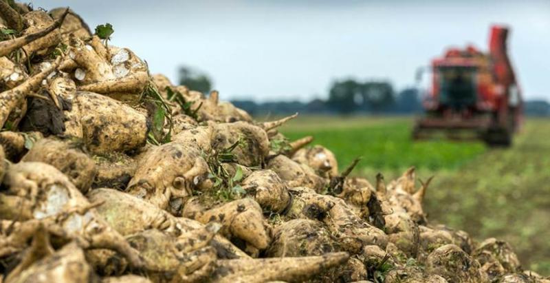 В Україні почали копати цукрові буряки з урожайністю 42,8 т/га