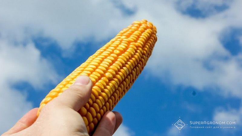 Ви зараз переглядаєте В Україні почали збирати кукурудзу: стартова середня врожайність — 1,79 т/га