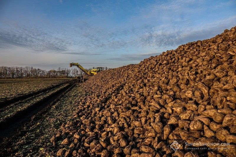 Ви зараз переглядаєте В Україні розпочинається збирання цукрових буряків, середня врожайність на старті складає 42,9 т/га