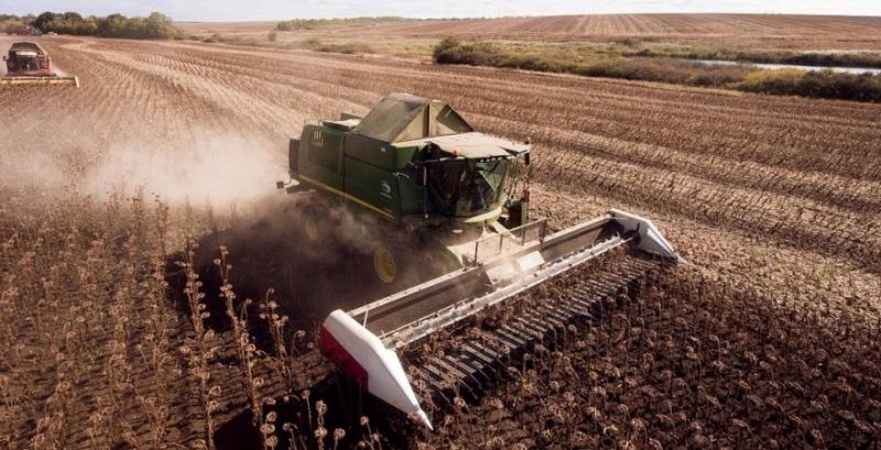 Велика пропозиція соняшнику тисне на закупівельні ціни