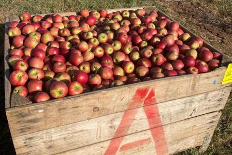 Ви зараз переглядаєте В Австралії утричі зросло виробництво яблук Snapdragon у сезоні 2026