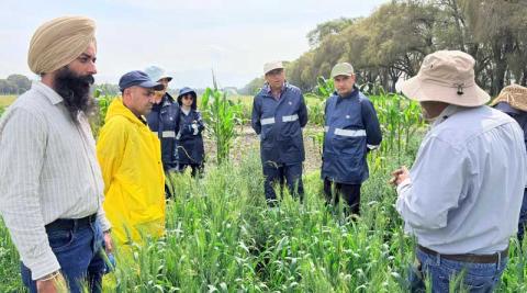 Ви зараз переглядаєте CIMMYT провів місячний курс із селекції пшениці на стійкість до хвороб для науковців із чотирьох країн