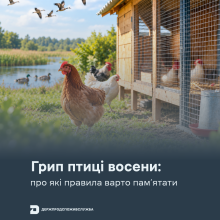 Ви зараз переглядаєте Грип птиці восени: Держпродспоживслужба нагадала правила для власників домашньої птиці