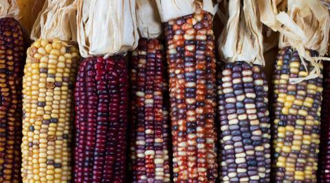 Ви зараз переглядаєте USDA запускає Seed Sovereignty Initiative: $180 млн на секвенування колекцій генетичних ресурсів рослин