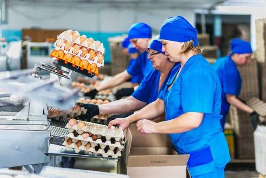 Ви зараз переглядаєте Експорт яєць у вересні зріс на 20%, а виторг упав на 13%