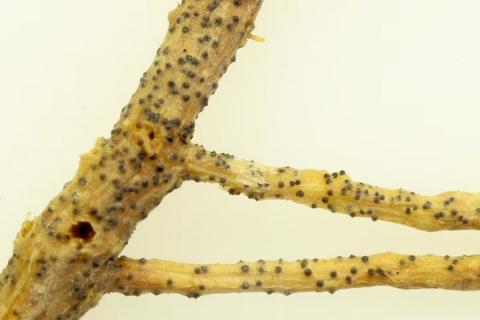 Ви зараз переглядаєте В Австралії вперше виявили ґрунтовий гриб Monosporascus cannonballus, що спричиняє кореневу гниль гарбузових
