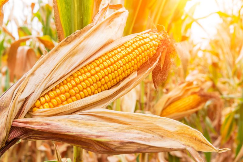 28 10 26 Corn 111