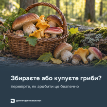 Ви зараз переглядаєте Безпека дикорослих грибів: що радить Держпродспоживслужба