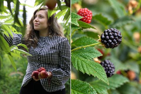 Ви зараз переглядаєте Plus Berries анонсує угоду з університетом щодо регенеративного вирощування ягід і нові R&D-проєкти