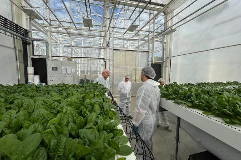 Ви зараз переглядаєте У Бельгії консорціум Leafy Hydroponics Consortium провів шість випробувань гідропоніки для корн-салату та шпинату