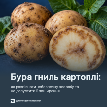 Ви зараз переглядаєте Держпродспоживслужба нагадала, як розпізнати буру гниль картоплі та запобігти її поширенню