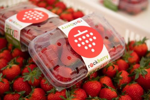 Ви зараз переглядаєте Вірменський тепличний виробник Rockberry переорієнтовує експорт полуниці та перцю з РФ на країни Перської затоки