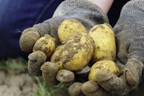 Ви зараз переглядаєте У Великій Британії стартував проєкт E-Prep II за £3,72 млн для підготовки до бактеріальних хвороб культур з Європи