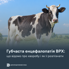 Ви зараз переглядаєте Губчаста енцефалопатія ВРХ: що відомо про хворобу та як її розпізнати