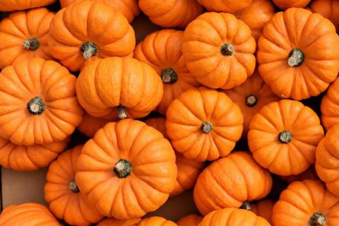 Ви зараз переглядаєте У Великій Британії MWW Farms очікує врожай гарбузів на рівні 1,5 млн плодів попри літні хвилі спеки