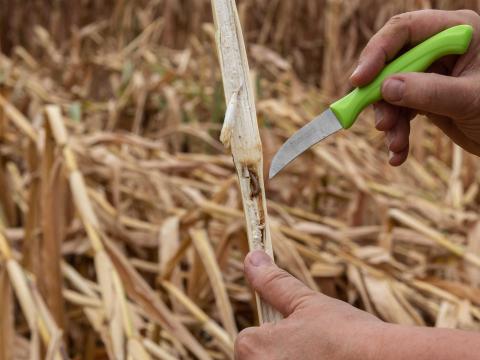 Ви зараз переглядаєте Після збирання кукурудзи: як зменшити тиск кукурудзяного стеблового метелика у сезоні-2027