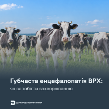 Ви зараз переглядаєте Держпродспоживслужба нагадала, як не допустити губчастої енцефалопатії ВРХ