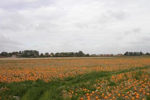 Ви зараз переглядаєте Британська ферма Fen Farming планує поставити Aldi понад 500 тис. гарбузів