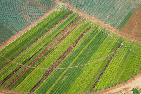 Ви зараз переглядаєте Південноафриканський виробник салатних листків HarvestFresh повертається до гідропоніки через кліматичні ризики та вимоги щодо залишків ЗЗР
