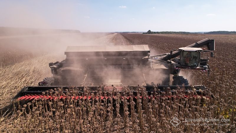 Ви зараз переглядаєте Ціни на соняшник в Україні знизились до 14,5 тис. грн/т: коли очікувати подорожчання