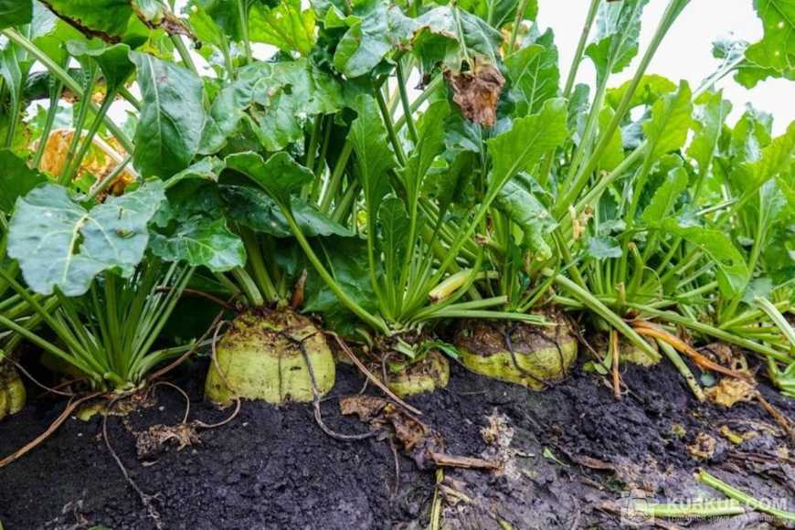 Ви зараз переглядаєте Аграрії скорочують кукурудзу заради цукрового буряку: прогноз на 2027 рік