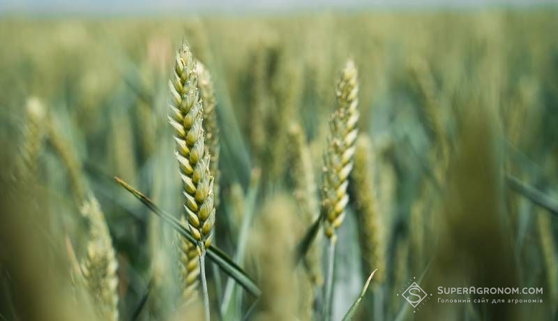 Ви зараз переглядаєте Хвилі спеки в різні періоди розвитку пшениці впливають на врожайність культури по-різному — дослідження