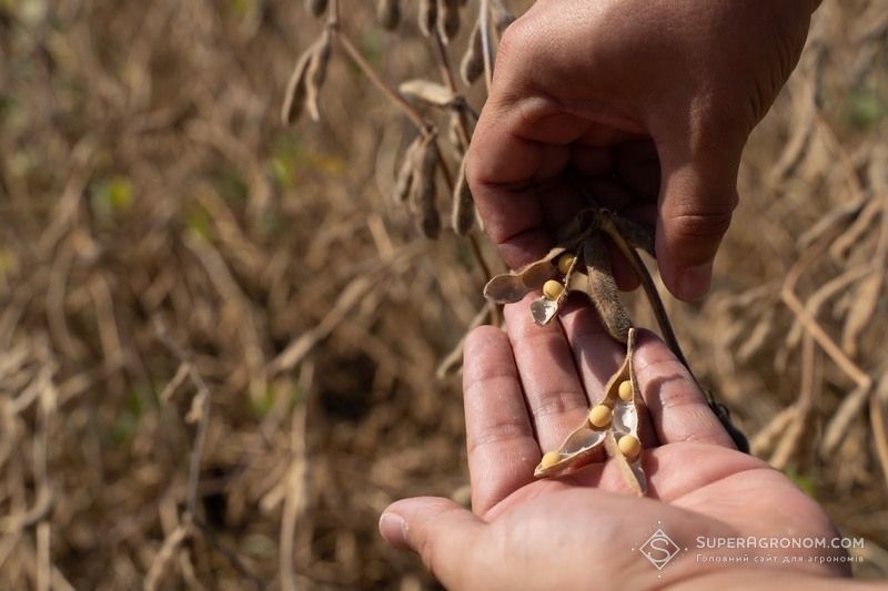 Ви зараз переглядаєте Післяжнивна соя та гречка: як отримують додатковий урожай після збирання ячменю на Прикарпатті