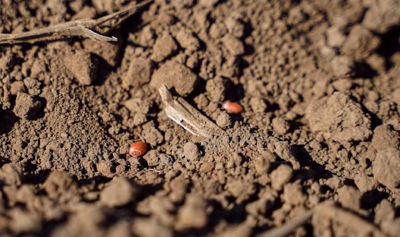 Ви зараз переглядаєте Посівна озимих зернових: Миколаївщина лідирує за площами, Волинь — за темпами сівби