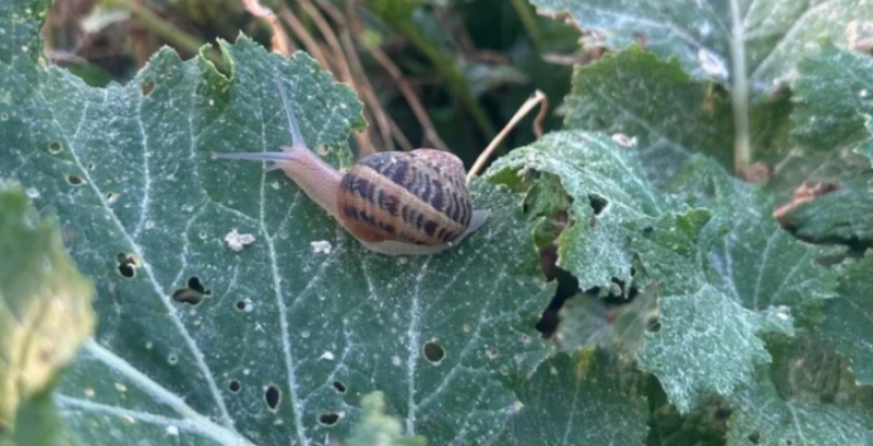 Равликова ферма Golden Snail планує розширення та вихід на експорт Равликова ферма Golden Snail планує розширення та вихід на експорт