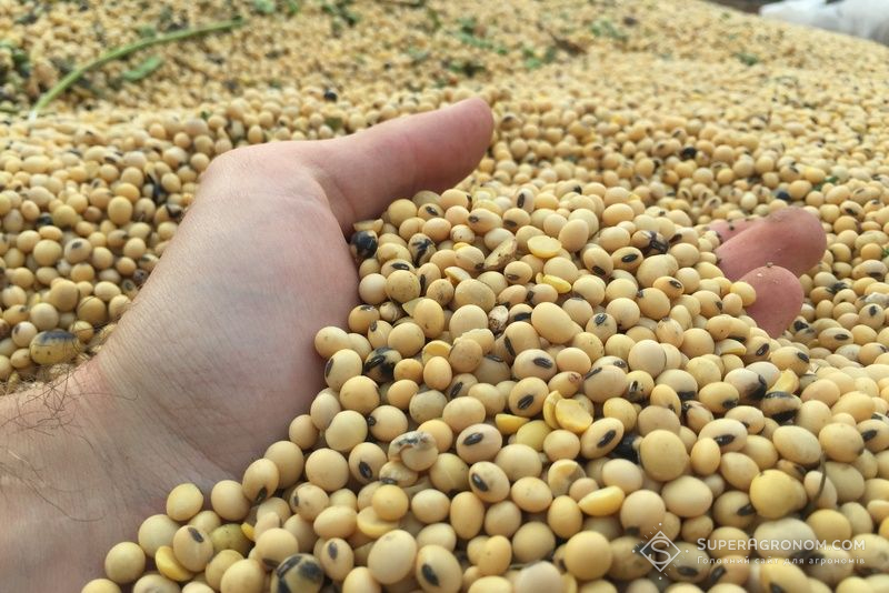 Ви зараз переглядаєте Сорт сої з більш ніж 90% олеїнової кислоти​ створили у Південній Кореї