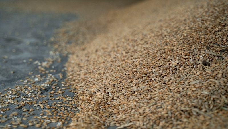 Ви зараз переглядаєте Україна, Британія та Латвія перевірятимуть походження зерна з окупованих територій: які культури охопить контроль.