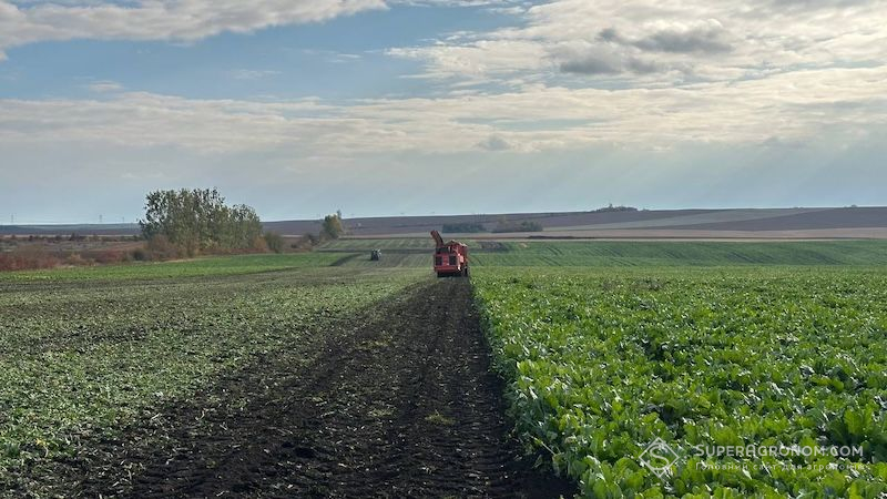 Ви зараз переглядаєте В Україні триває збирання цукрових буряків в 11 областях: лідирує Вінниччина