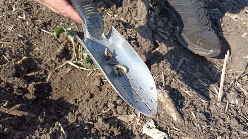 Ви зараз переглядаєте В Україні є ризик поширення підгризаючих совок через сприятливі погодні умови
