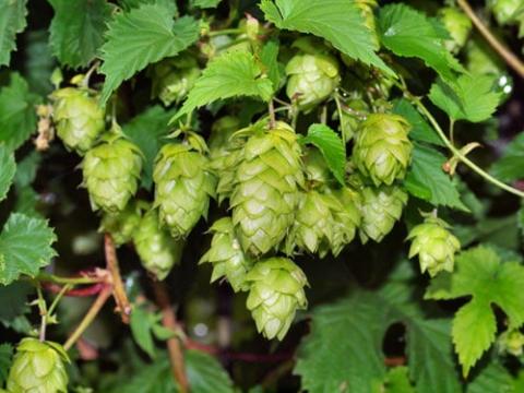 На Житомирщині працює завод із гранулювання хмелю. Всього в Європі таких п'ять Рис.1