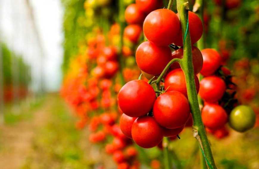Минулого тижня в Україні знову подорожчали тепличні томати