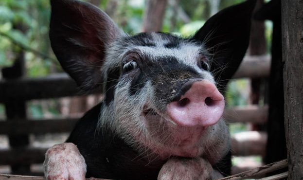 На Донеччині відновлюється свинарство та птахівництво0