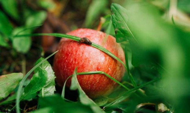 На Харківщині садівник втратив 50 га яблунь0